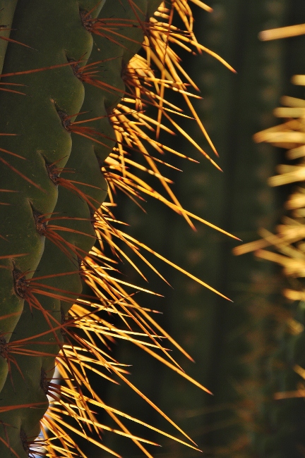 cactus needles